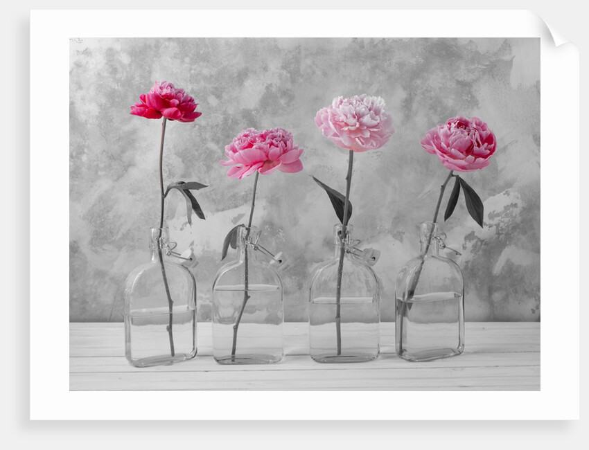 Peonies in glass bottles by Assaf Frank